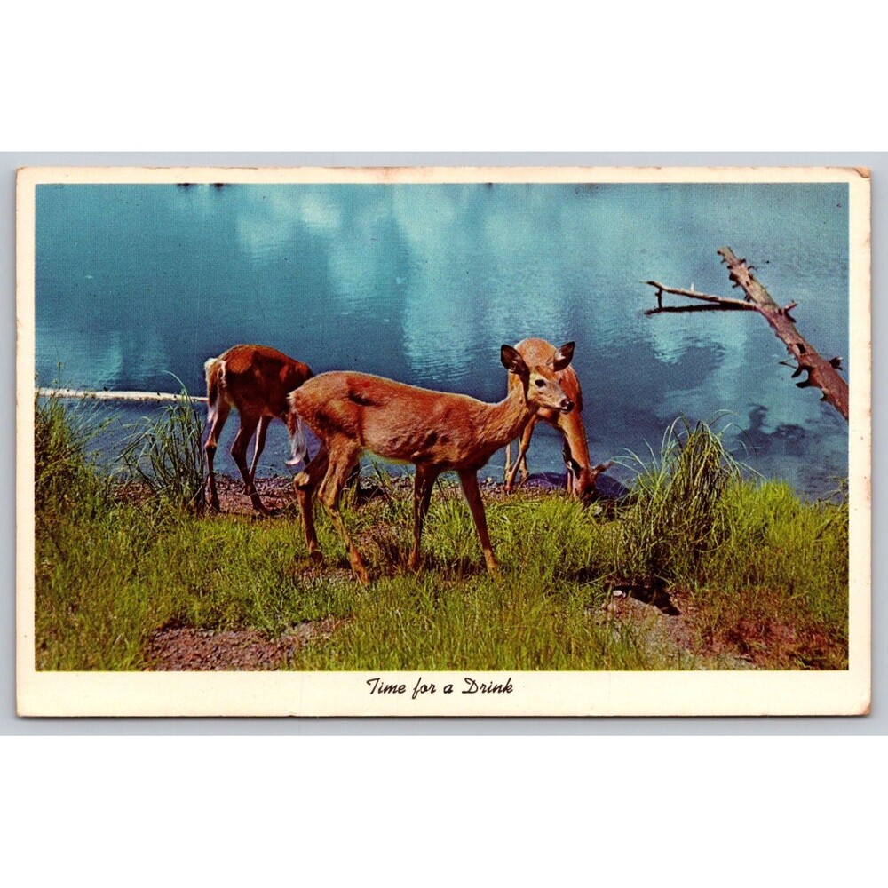 Vintage 1955 Postcard Time for a Drink Deer Drinking Lake Curteichcolor CK-325